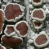 Lecanora pulicaris